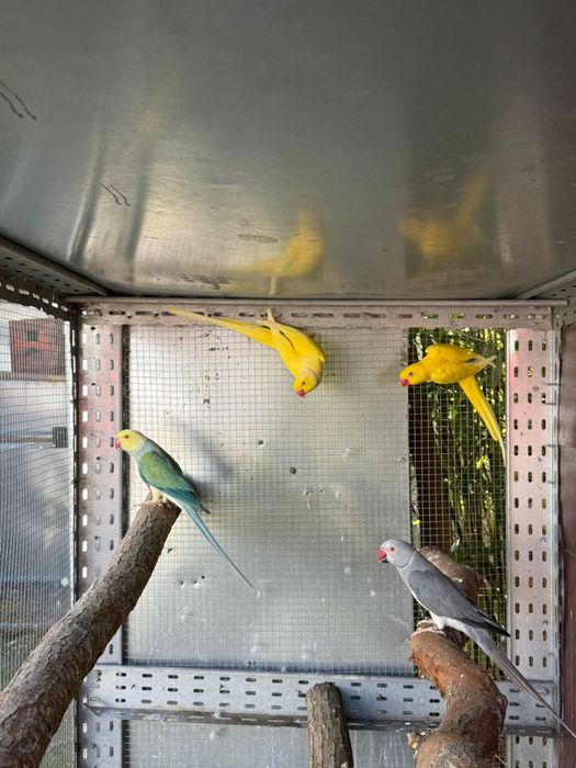 Micul Alexandru,perechi formate