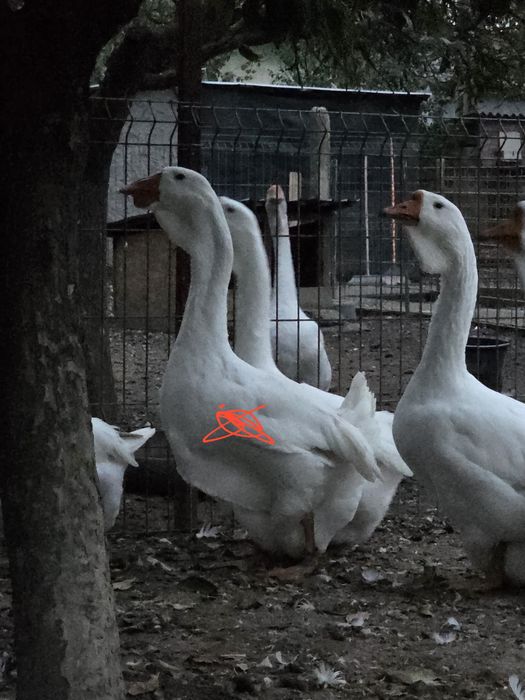 Gâște holmogor 2026