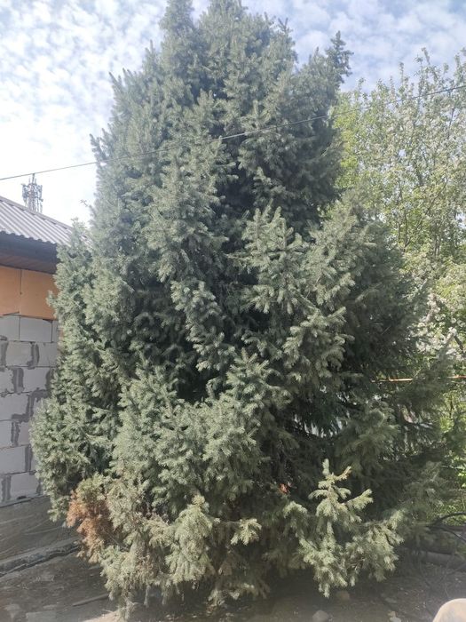 Продам живую елку