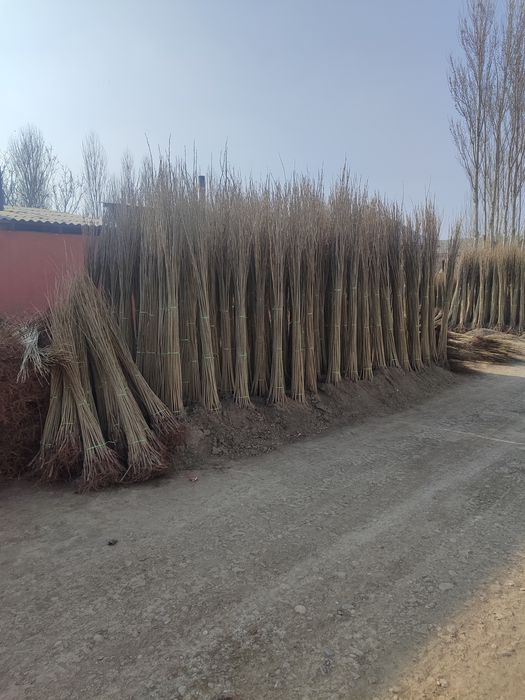 Terak koʻchatlar sotiladi optom narxlarsa