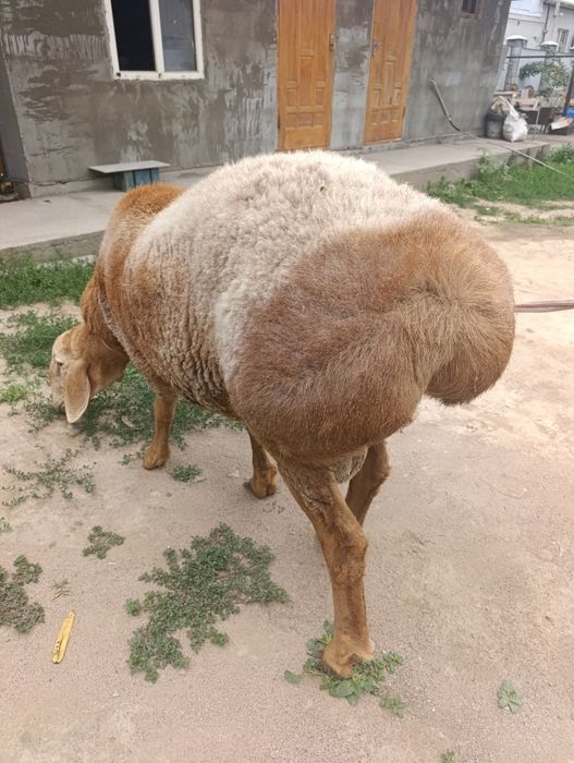 Арашан кочкар продам или обменяю