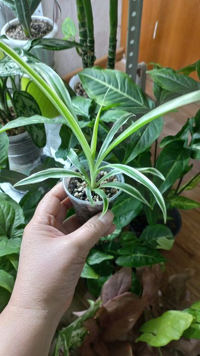 Сингониум/Аглонема/Хлорофитум