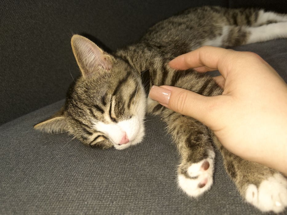 Отдам котенка в добрые руки