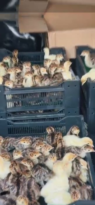 Индюки Бронза утяжеленная