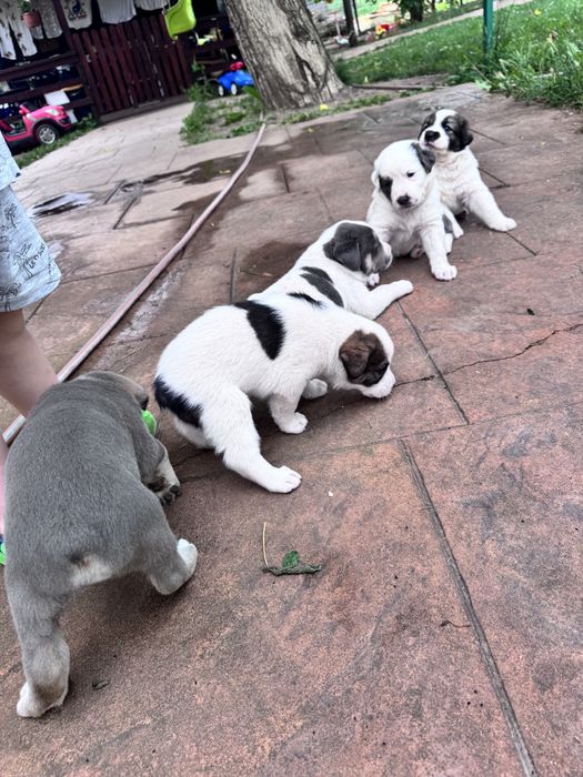 Donez căței talie mare