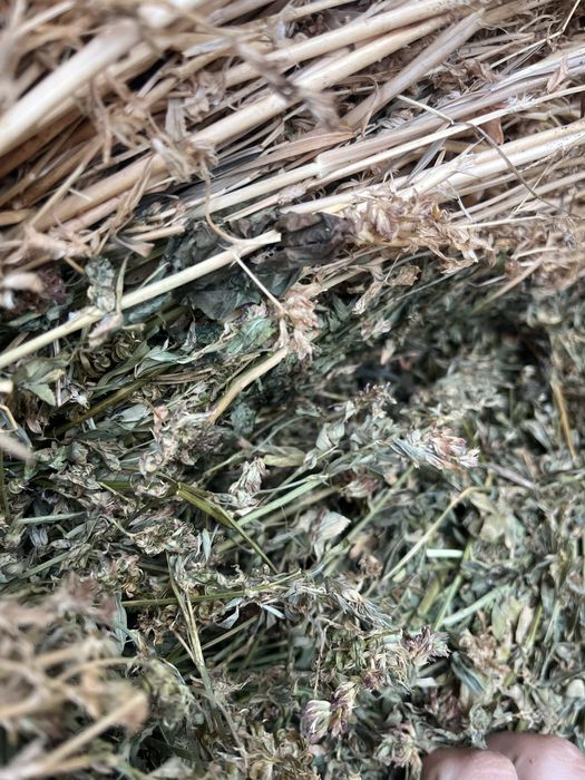 Vand baloti de lucerna