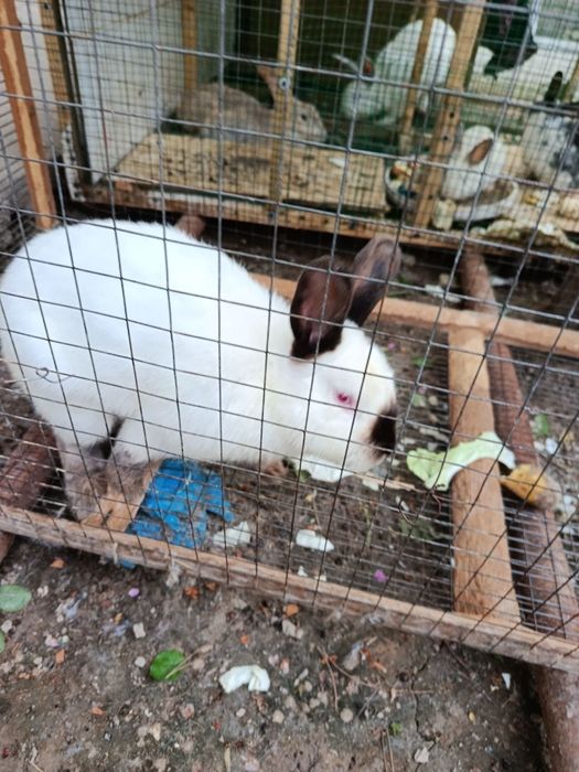 Куёнлар сотилади