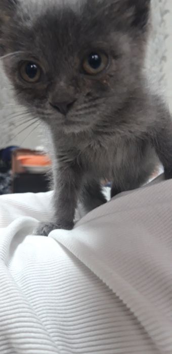 Отдам котят в добрые руки, добрых малышей