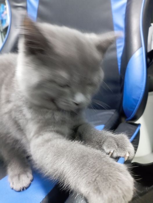 Протам котенка британца