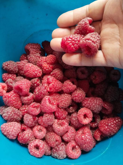 Продам малину дачную