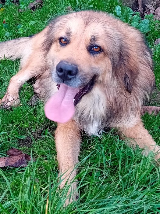 СПЕШНО! Подаряваме две кучета