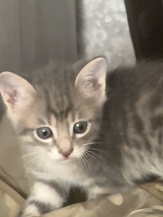 котенок мальчик