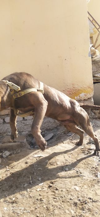 Pitbull zotli it erkak