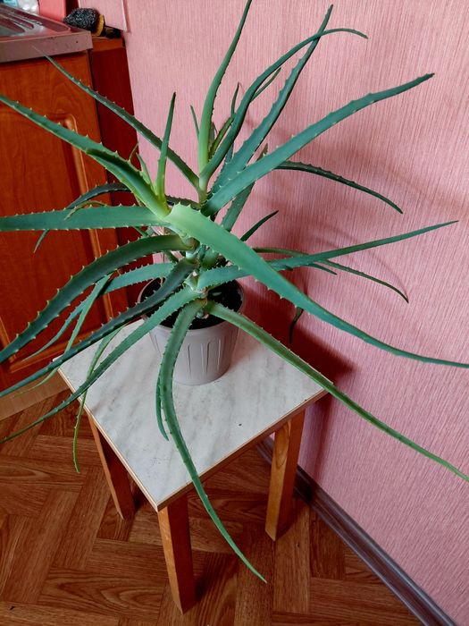 Алоэ  лечебный 3 года.