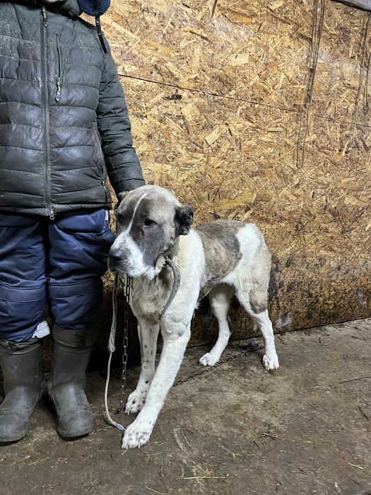 Алабай каншык-девочка 1.5 лет