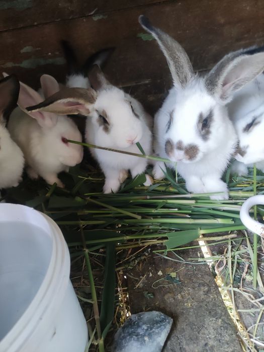 Продаю двух трёх месячных крольчат.