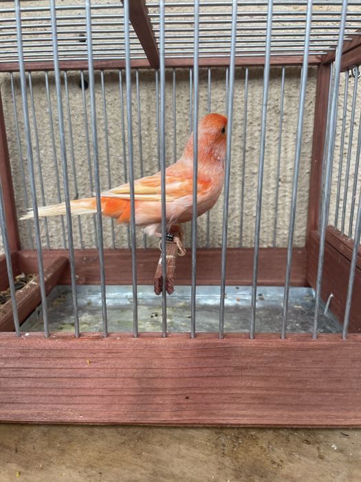 Canari slavujar si de culoare