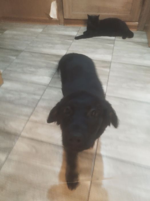 Девочка русская спаниель