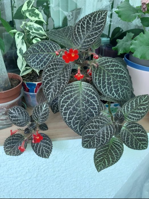 Клеродендрон и Еписция