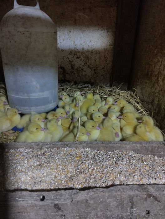 Vând boboci de rață