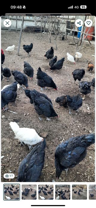 Джерсийский гигант