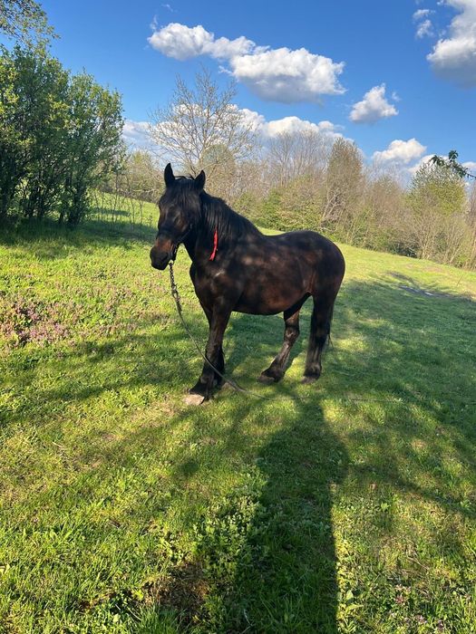 Vand iapa rasa Metis Frizian