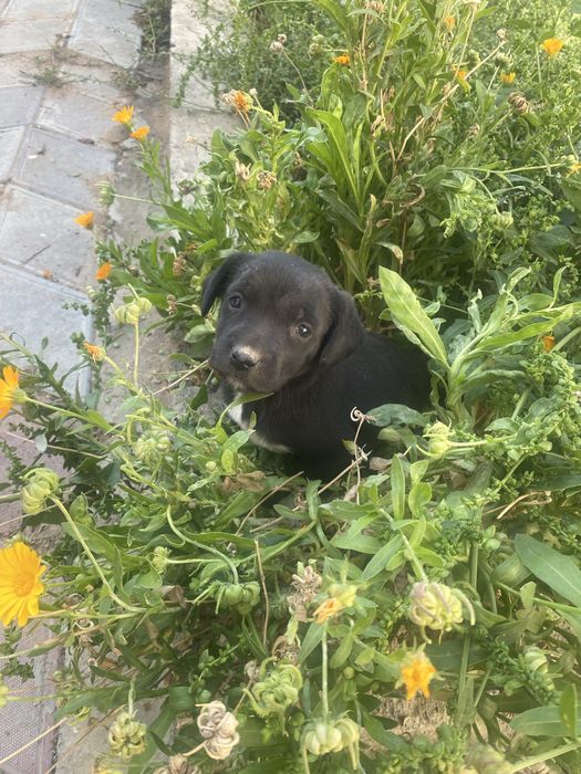 Спаниель щенок девочка