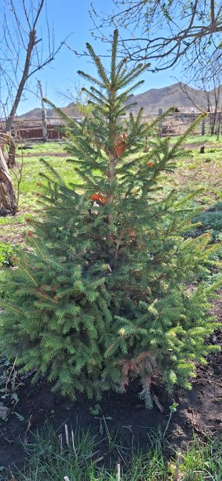 Живая ель) ёлка от 12000 тг с доставкой до двери