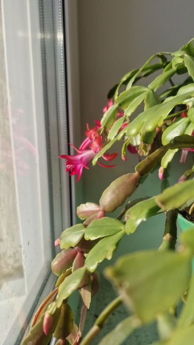 Продам цветок Декабрист