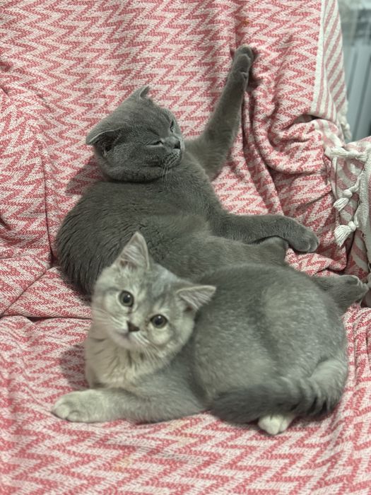 мушу сотилади 4 ойлик киз бола