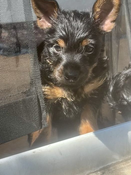 Йоркширски териери