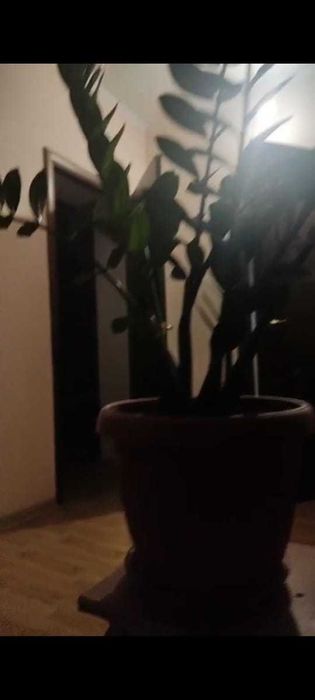 замиакулькас дол дерево