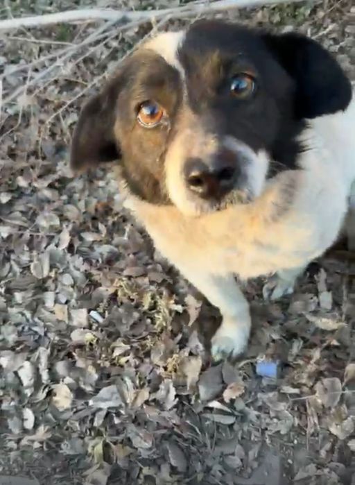 Отдам звоночек в надёжные руки