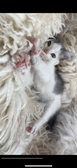 Ласковый котенок в добрые руки
