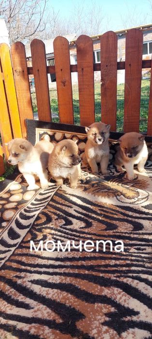 Шиба ину  Shiba Inu