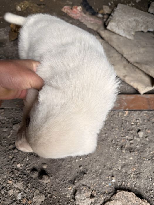 Күшік сатылады алабай