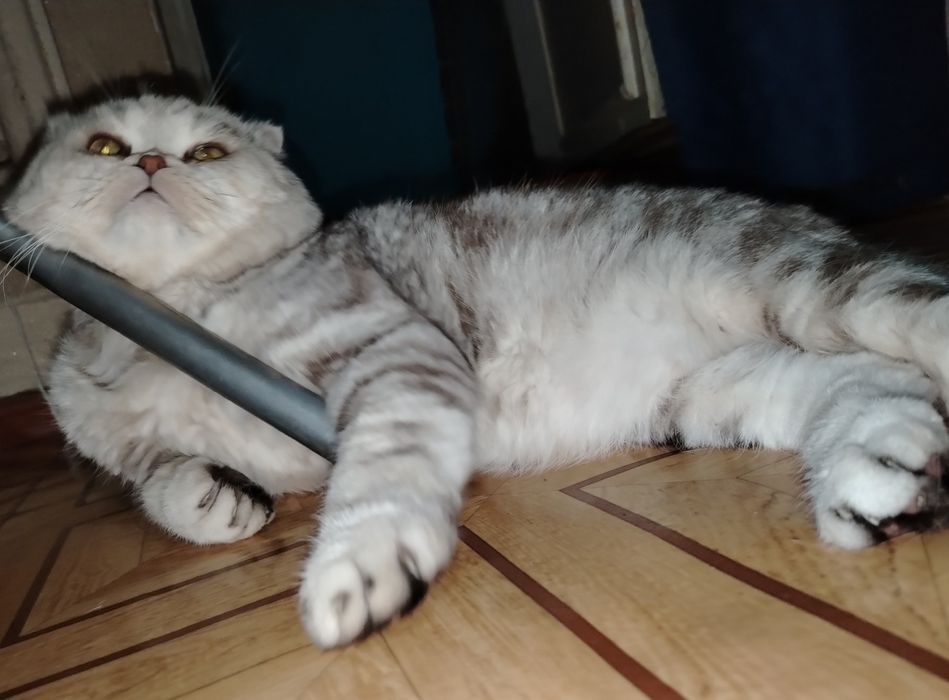 Скоттиш фолд. Кот. Вязка.