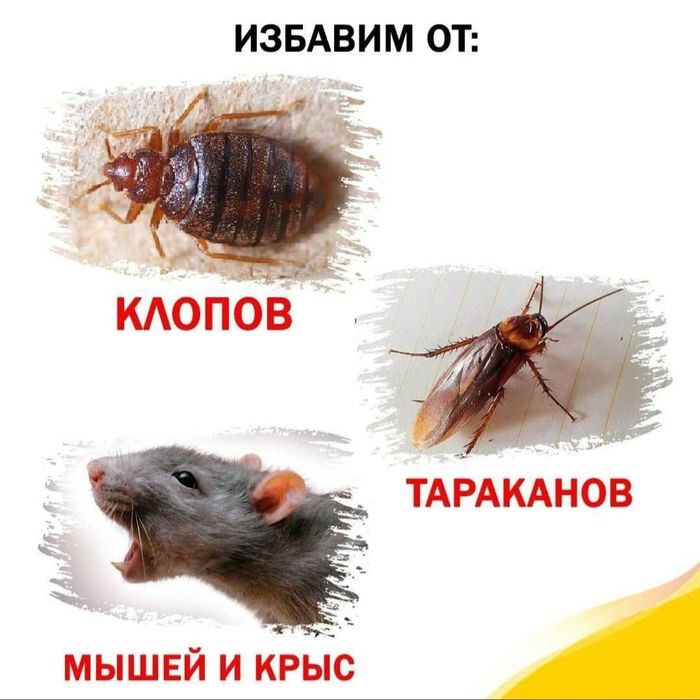 Дезинфекция хизмати 24/7