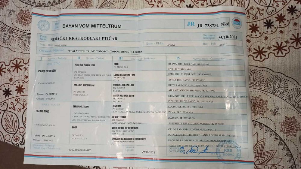 Работещ Курцхар на 5 години.