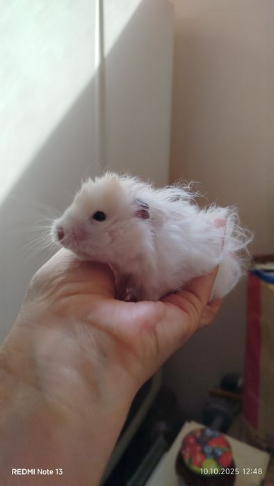 Морские свинки домашние