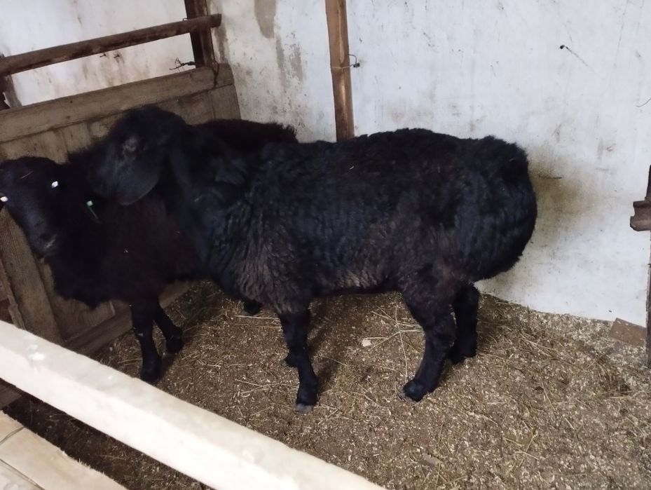 Qoʻchqorla bor sotiladi