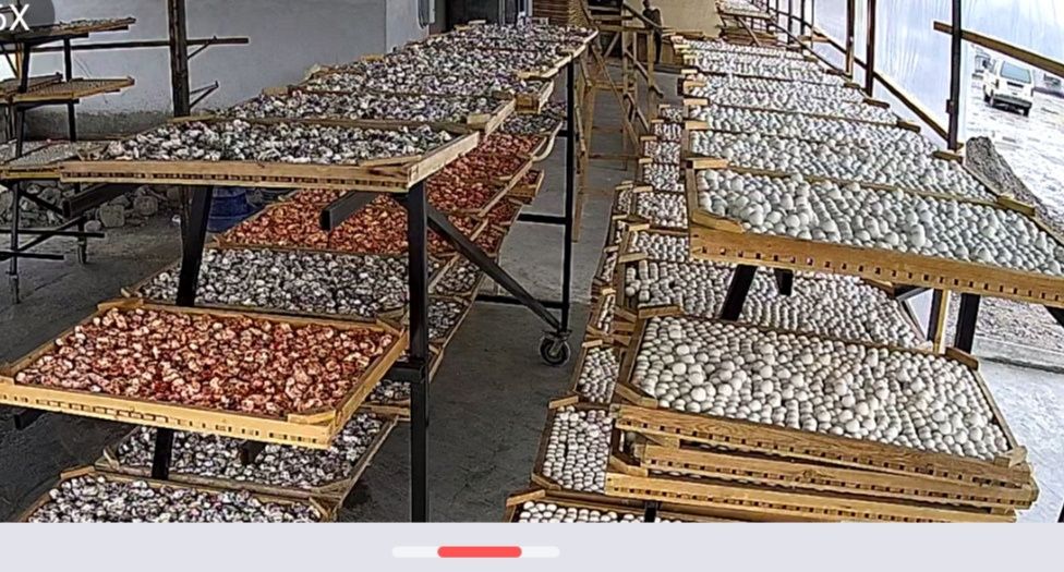 Qurt maxsulotlari optom ulgurchi narxda