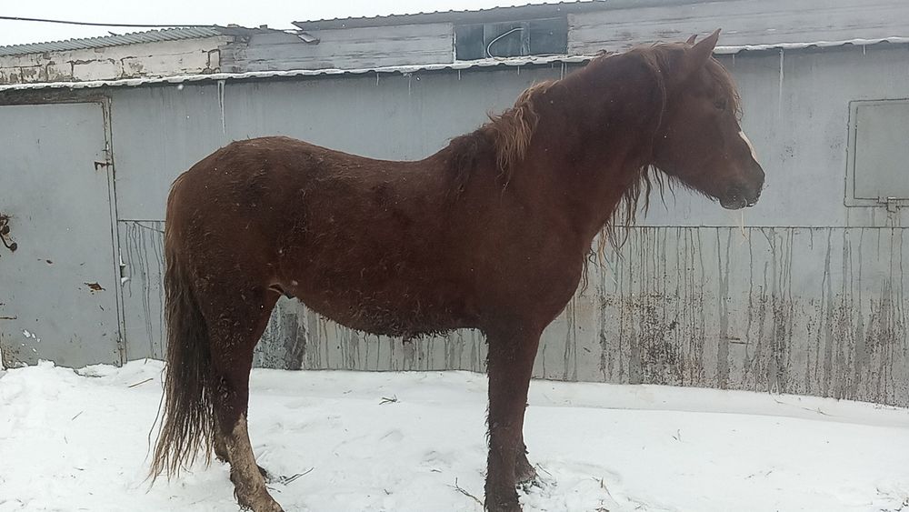 Жеребец тяжеловоз