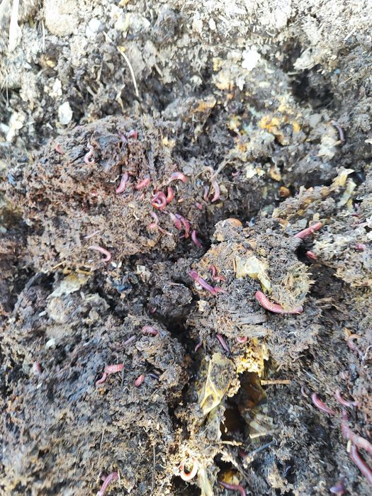 Червяк сатылады биогумус өндіруге,балыққа