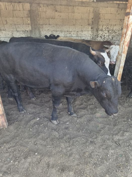 Tauri angus pentru reproducere