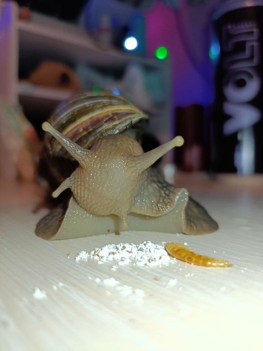 Отдам улиток в добрые руки, Ахатины