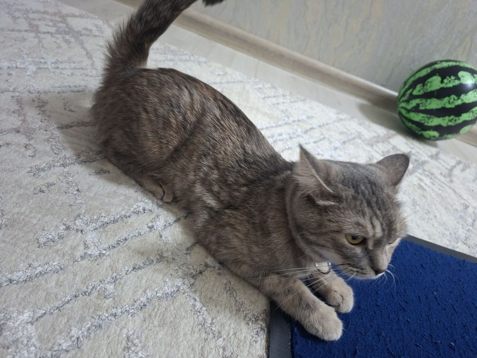 Мушук киз бола скотш страйт