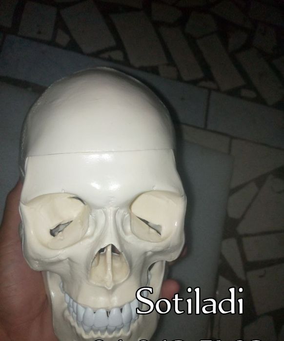 Kalla suyagi plastik mulyaj anatomiya uchun