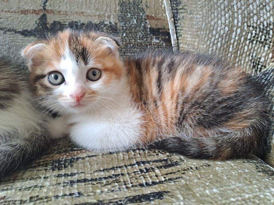 Кошечка в добрые руки