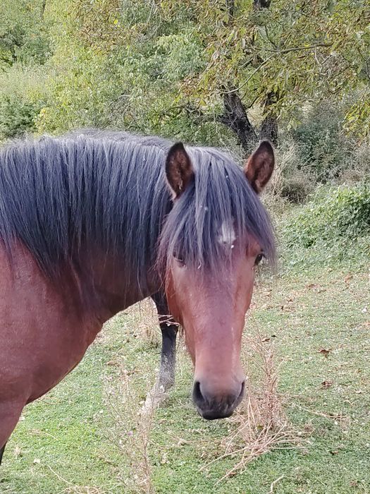 Cârlan de 2 ani, semi greu din părinți foarte buni!